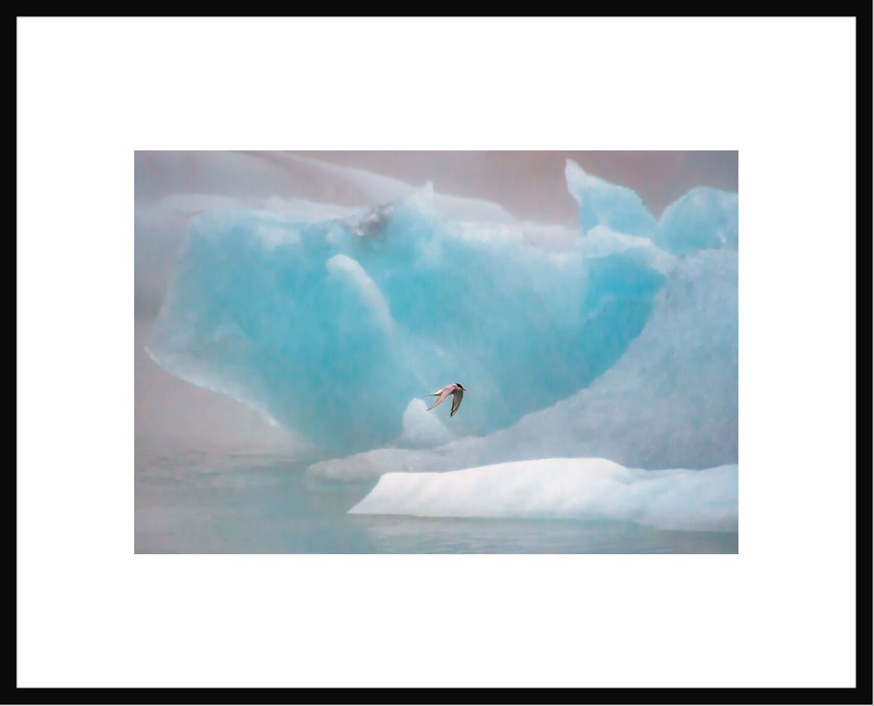 Sterne Arctique - Olivier ANRIGO - Photographie