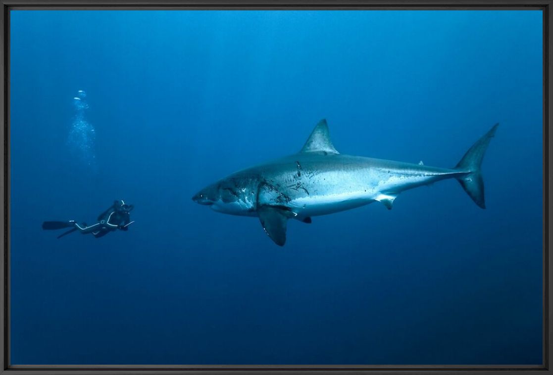 A la rencontre du grand blanc - PASCAL KOBEH - Photographie