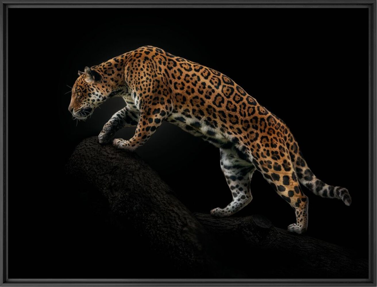 Amazonian jaguar - PEDRO JARQUE KREBS - Fotografie
