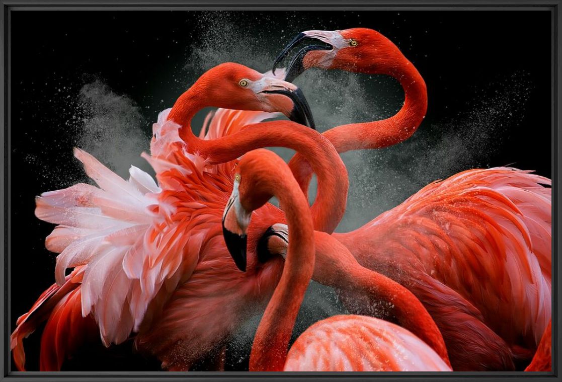 BLACK FRIDAY - PEDRO JARQUE KREBS - Fotograf&iacute;a