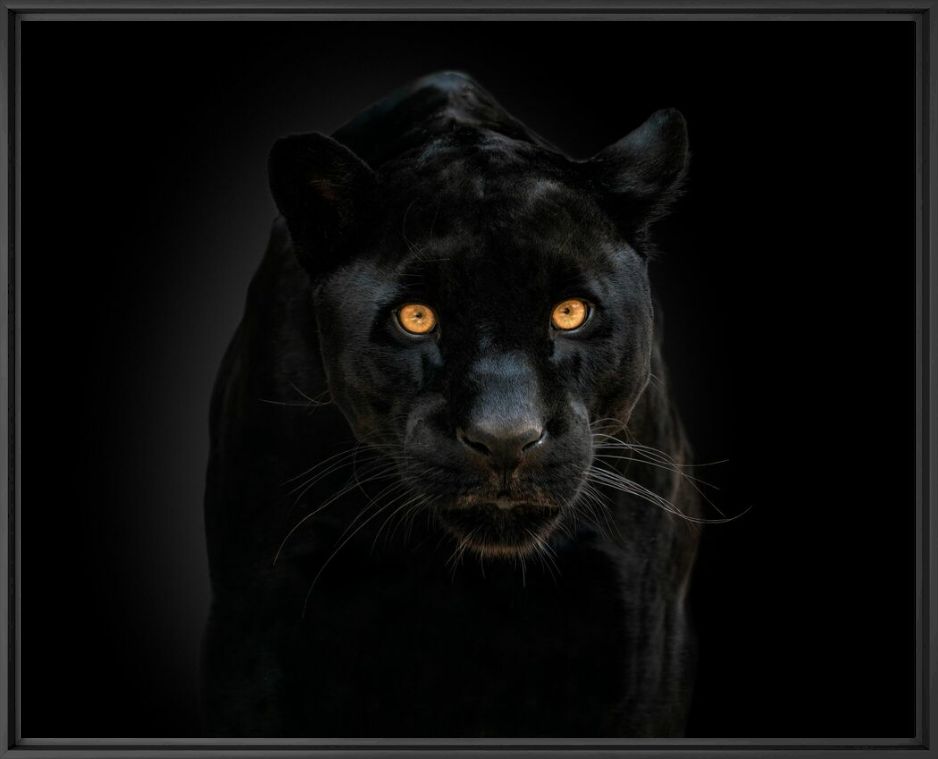 Black is beautiful - PEDRO JARQUE KREBS - Fotografie