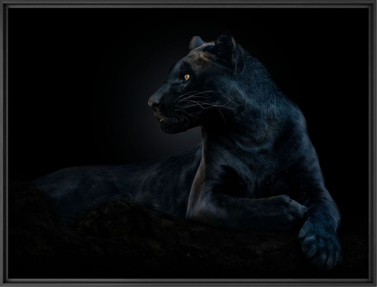 Black panther - PEDRO JARQUE KREBS - Photographie