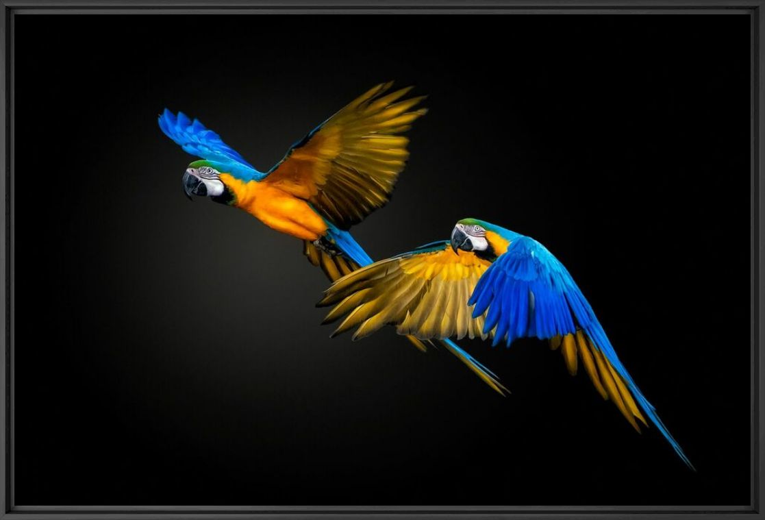 COLOR EXPLOSION - PEDRO JARQUE KREBS - Fotograf&iacute;a