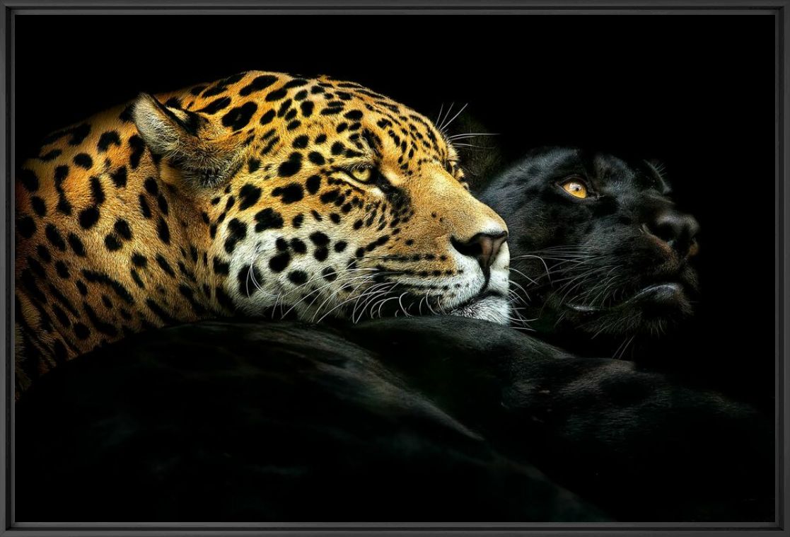 EBONY AND IVORY - PEDRO JARQUE KREBS - Fotografie