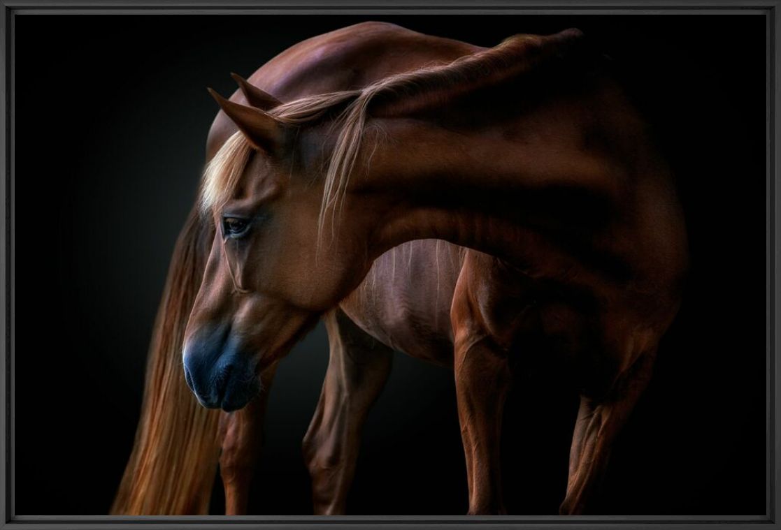 EQUUS - PEDRO JARQUE KREBS - Fotograf&iacute;a