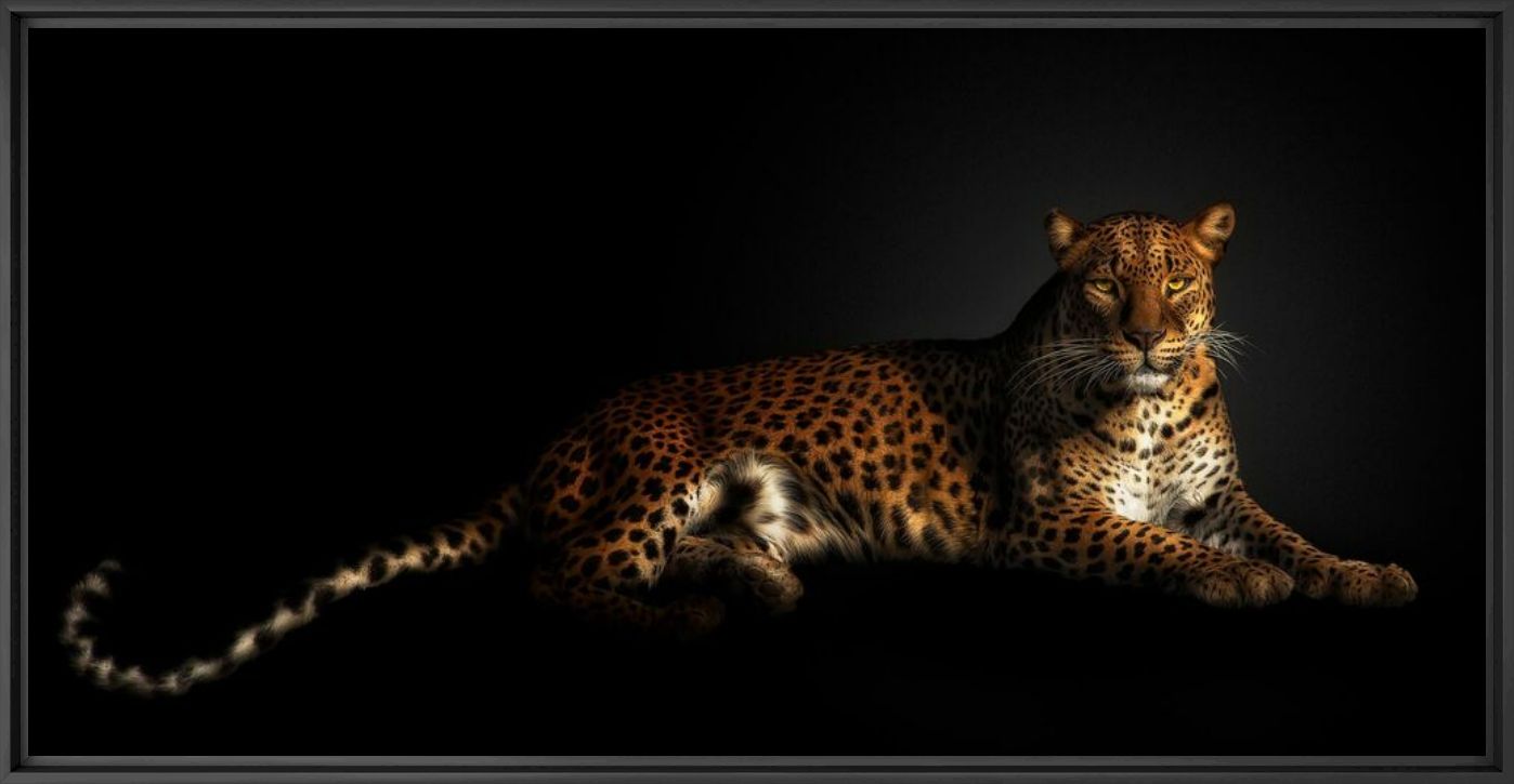 HARMONY - PEDRO JARQUE KREBS - Photographie