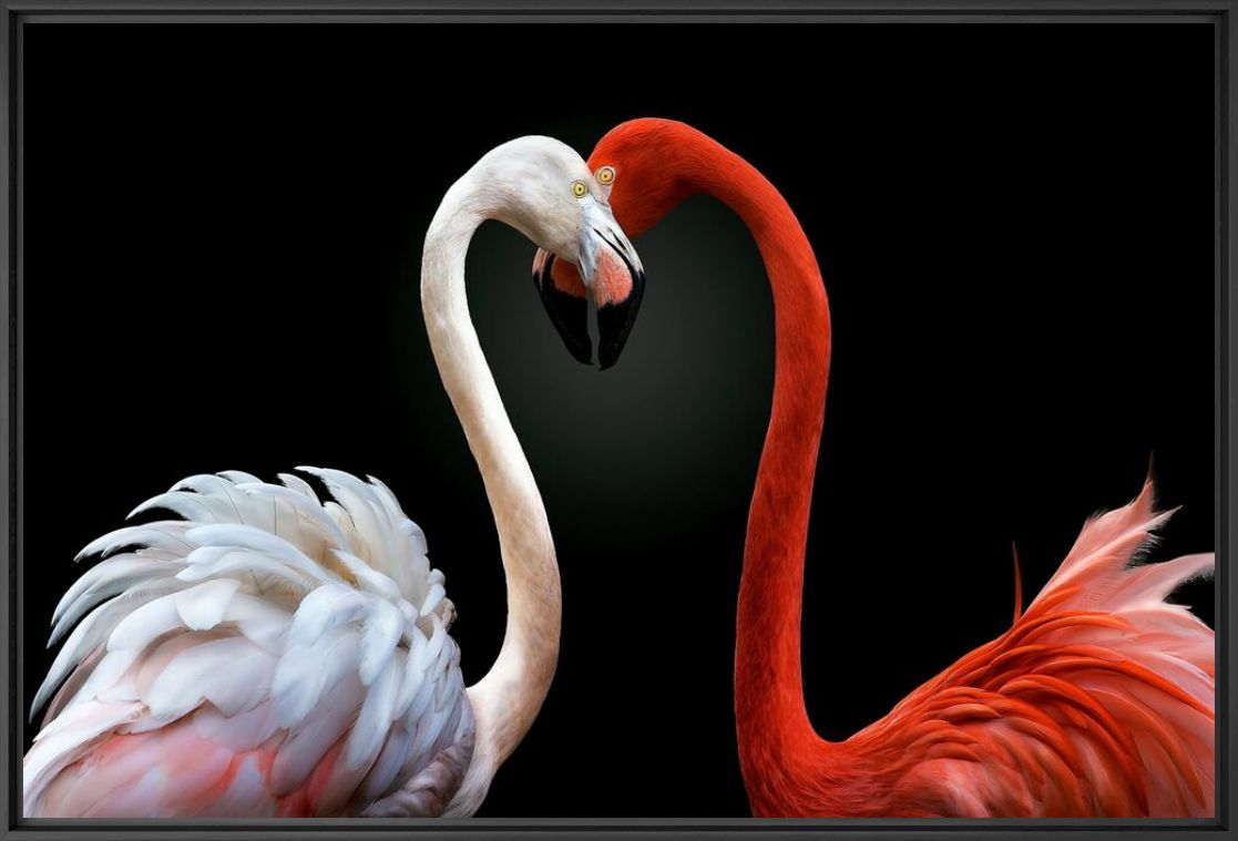 LIGHT AND PASSION - PEDRO JARQUE KREBS - Fotograf&iacute;a
