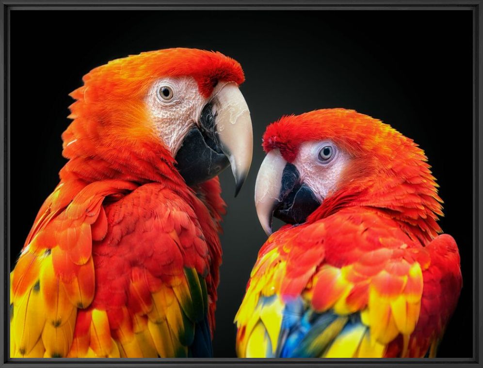LOVE IS IN THE AIR - PEDRO JARQUE KREBS - Photograph
