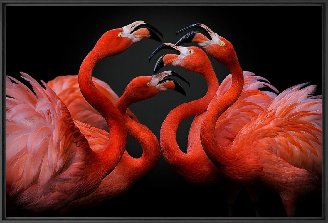 MASS HYSTERIA - PEDRO JARQUE KREBS - Photograph