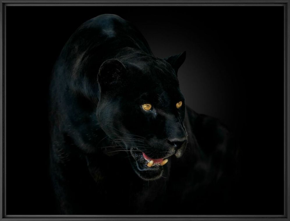 NIGHT WARRIOR - PEDRO JARQUE KREBS - Photographie