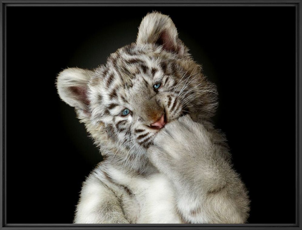 OOPS DID I SCARE YOU - PEDRO JARQUE KREBS - Photographie