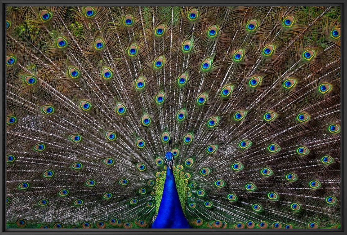 PEACOCK - PEDRO JARQUE KREBS - Fotografie