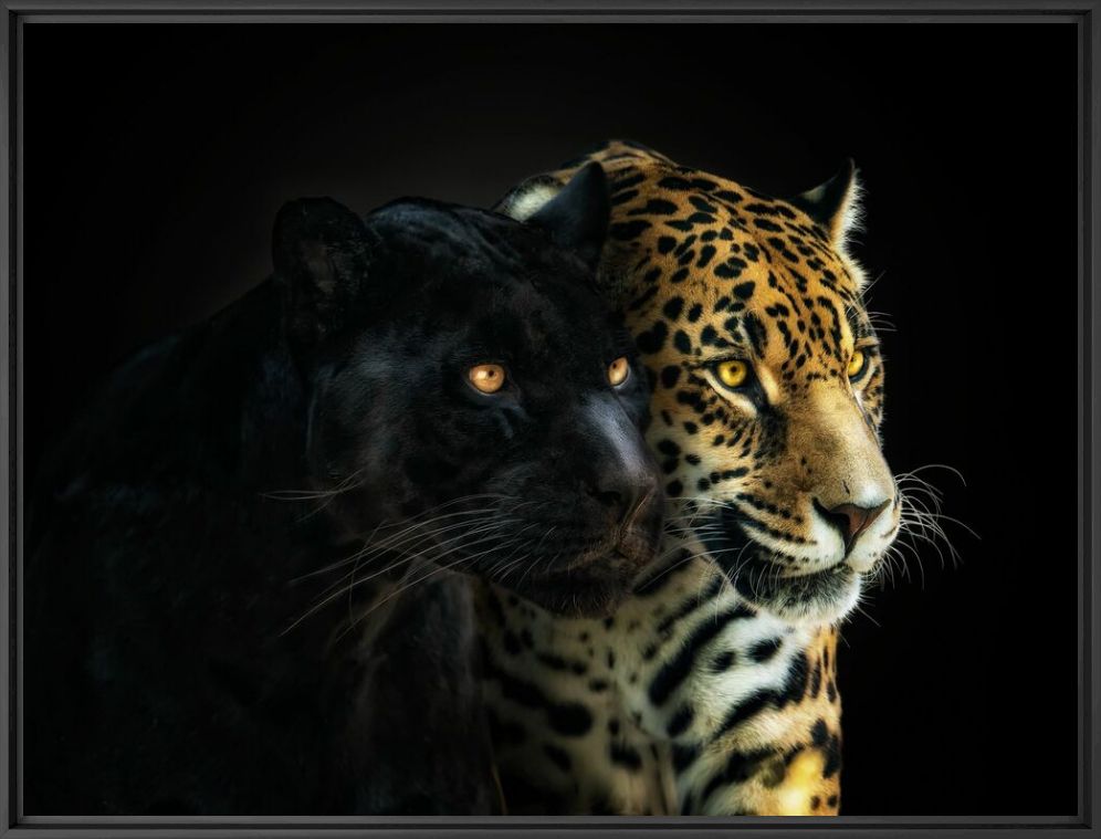 PERFECT HARMONY - PEDRO JARQUE KREBS - Fotografie