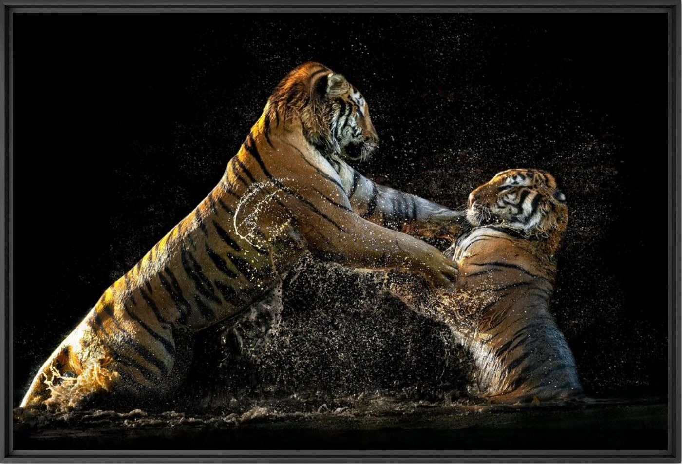 Siberian fight - PEDRO JARQUE KREBS - Photographie