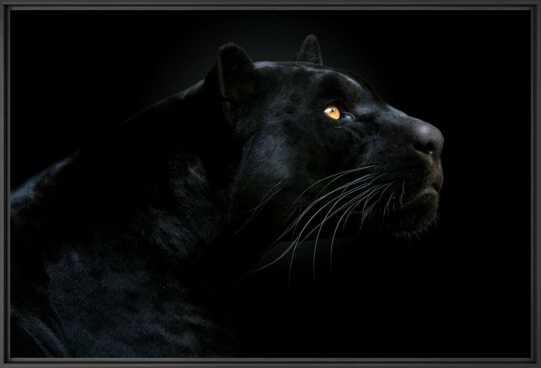 SON OF THE NIGHT - PEDRO JARQUE KREBS - Fotograf&iacute;a