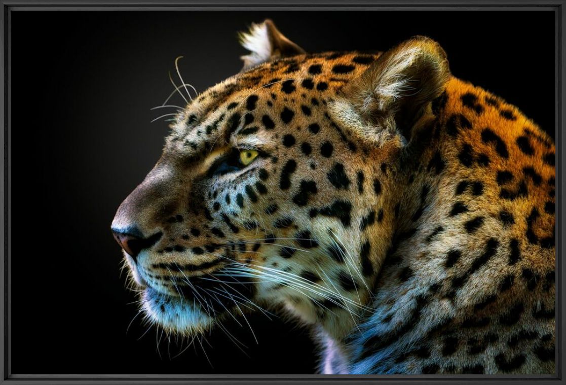 TEPEYOLLOTL - PEDRO JARQUE KREBS - Photographie