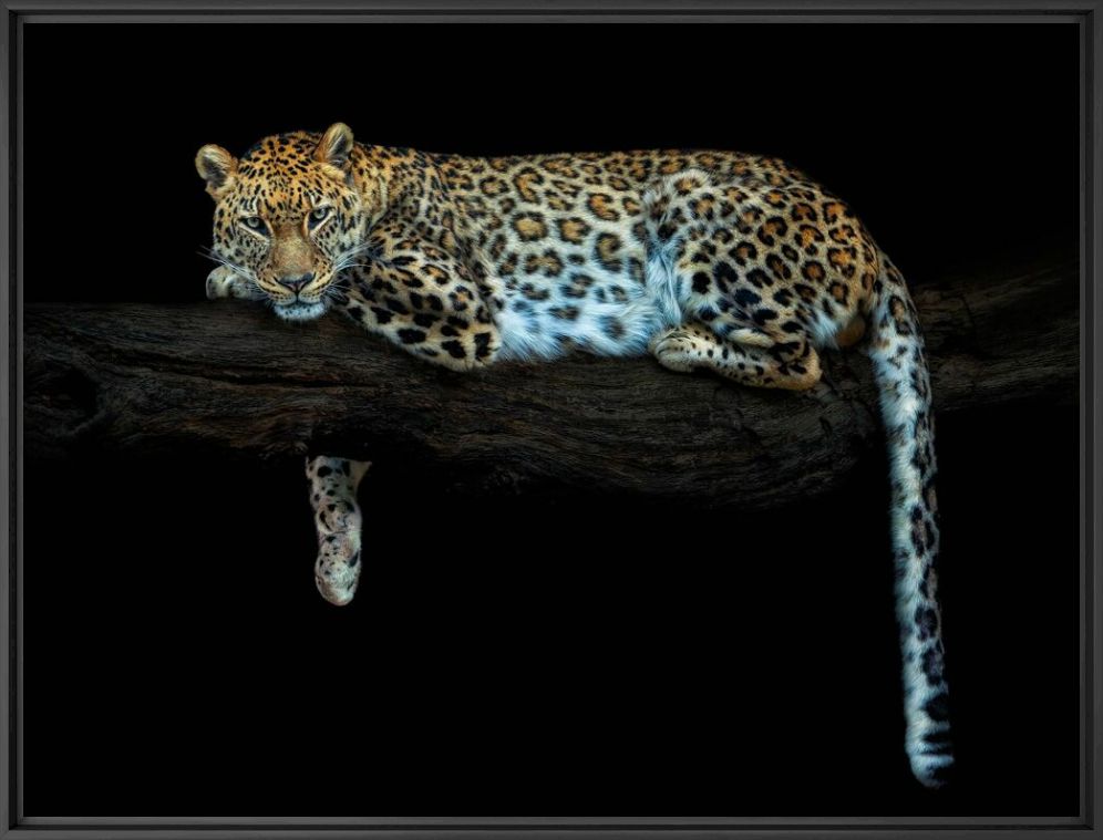 The dream keeper - PEDRO JARQUE KREBS - Fotografie