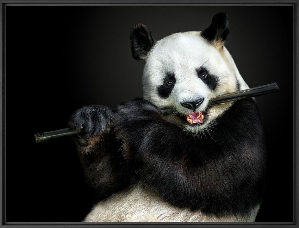 THE FLUTE MASTER - PEDRO JARQUE KREBS - Photographie