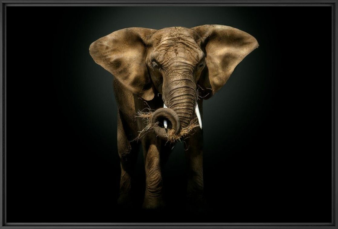 THE MASTER - PEDRO JARQUE KREBS - Fotografie