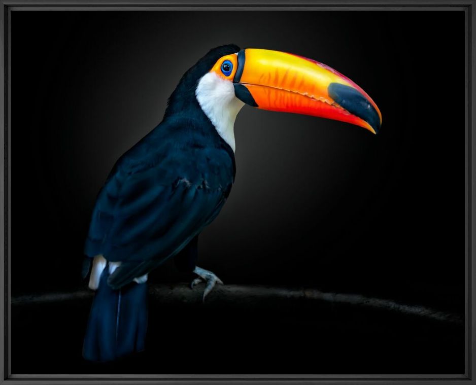 THE MESSENGER - PEDRO JARQUE KREBS - Photographie