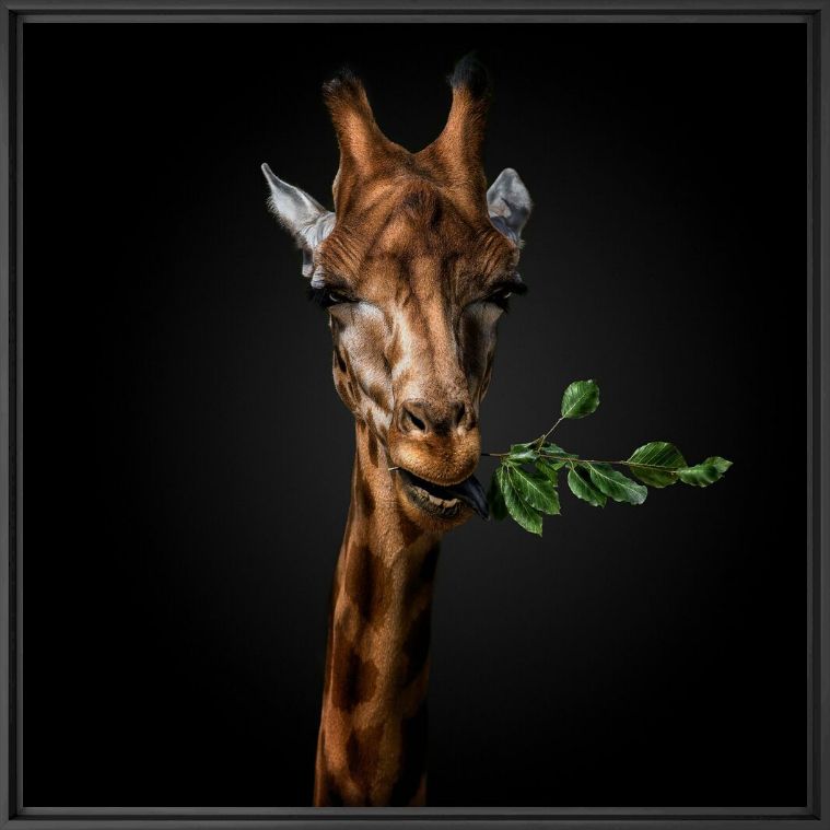WANNA SOME GRASS - PEDRO JARQUE KREBS - Photographie