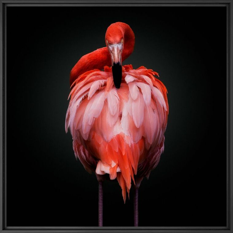WATCH YOUR BACK - PEDRO JARQUE KREBS - Photograph