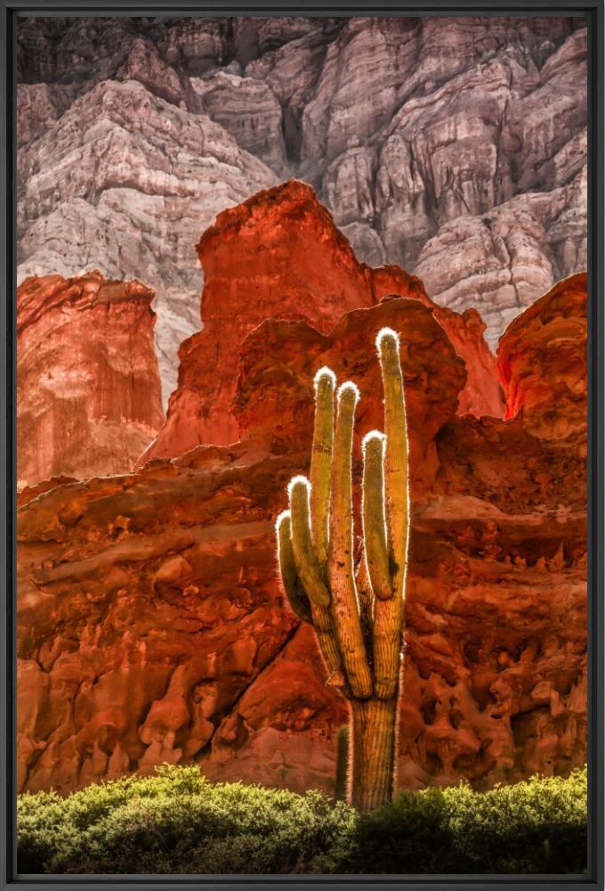 Red cardon - Puna Moens - Photographie