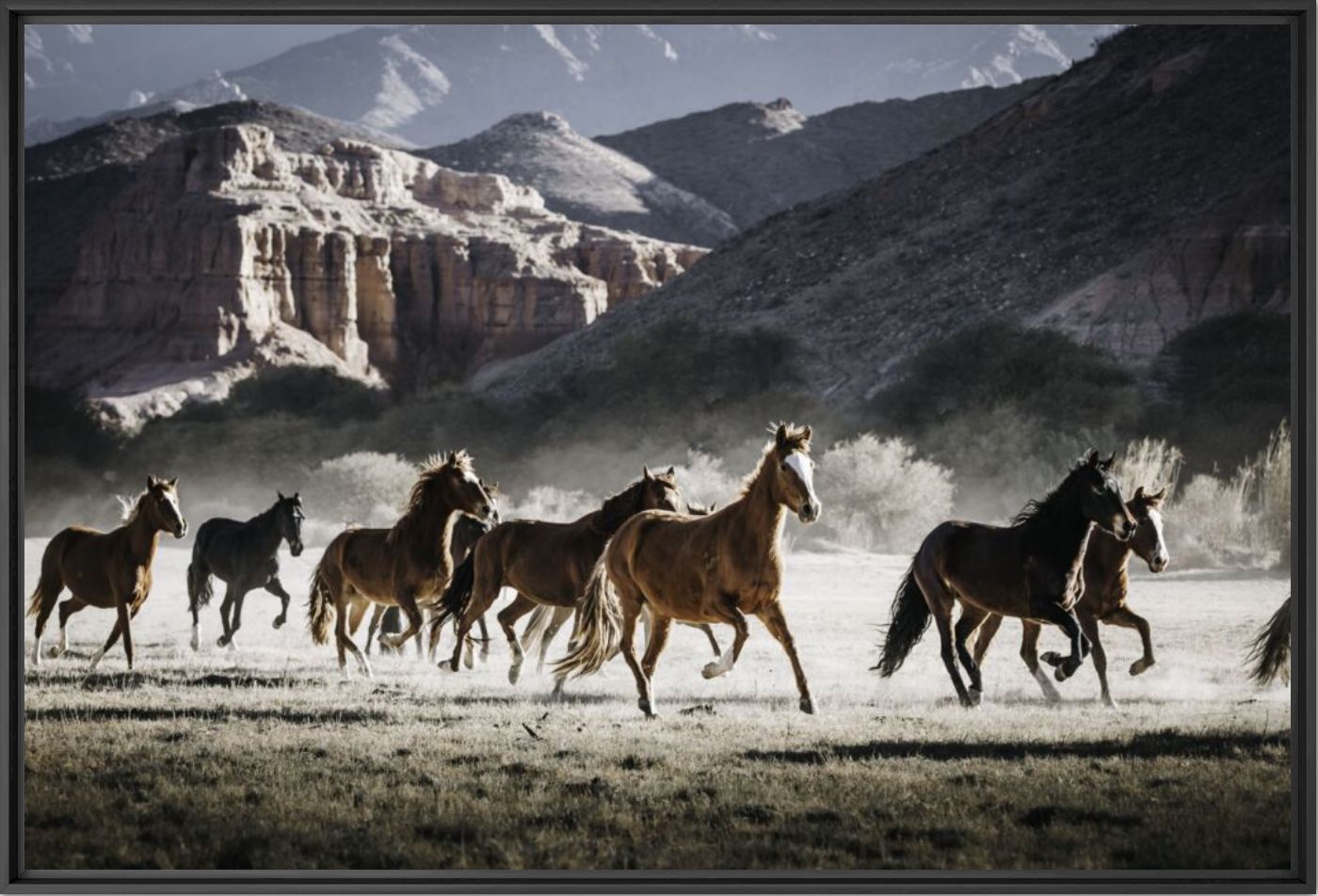 Wild horses 5 - Puna Moens - Photographie