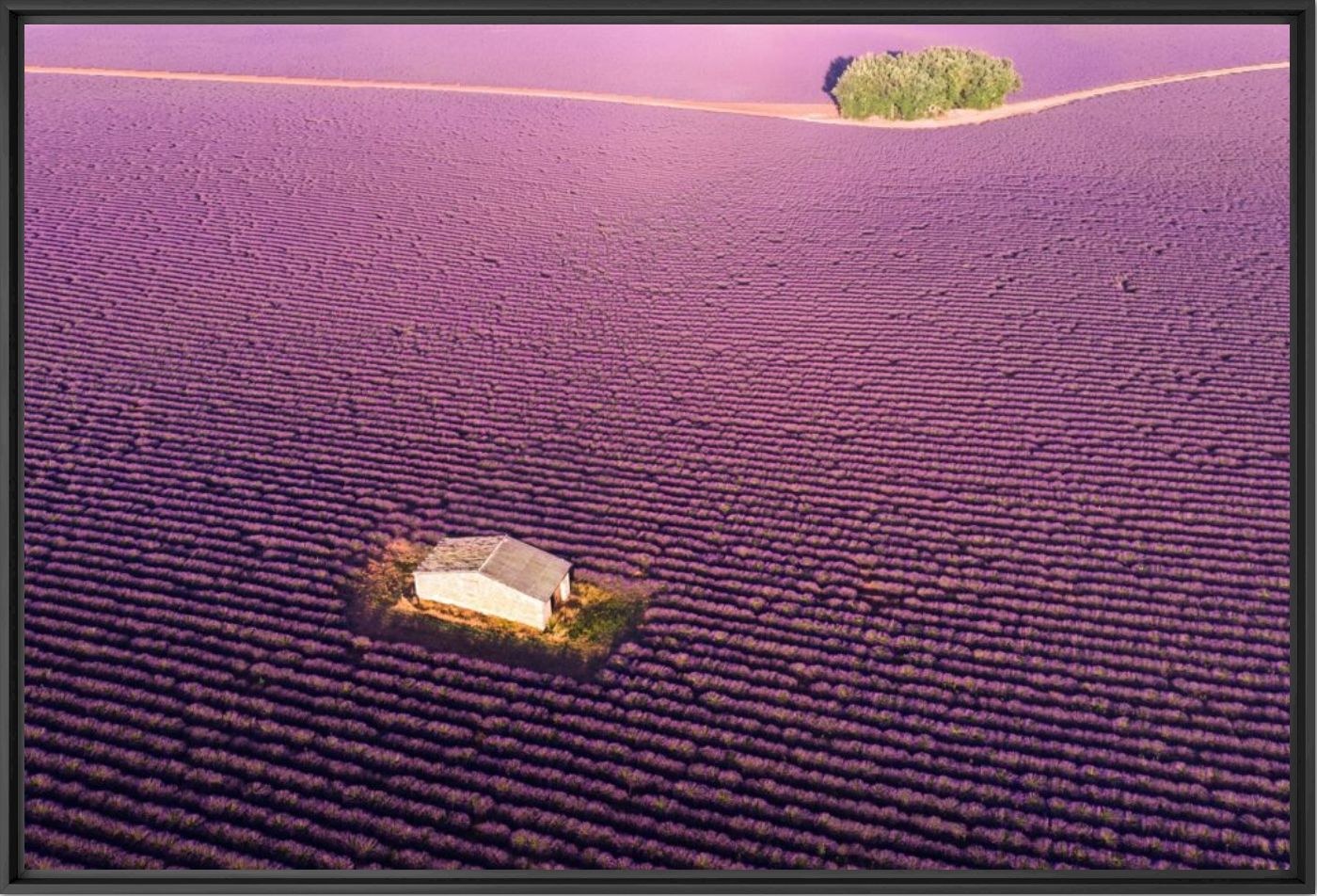 Flying above Lavender ocean - Q LIEB IN - Photograph