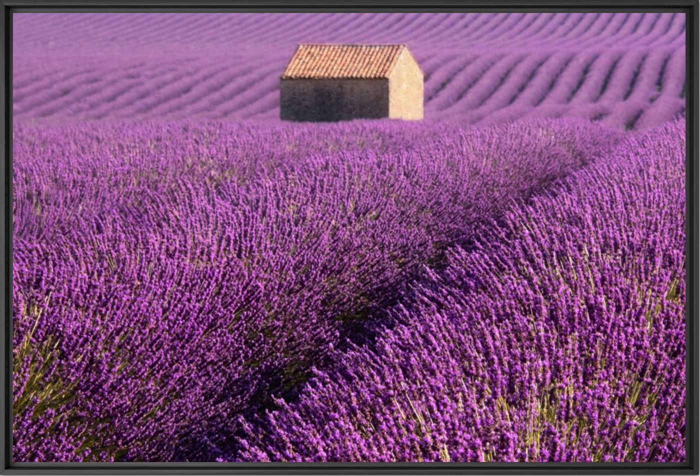 Lavender house 2 - Q LIEB IN - Photograph