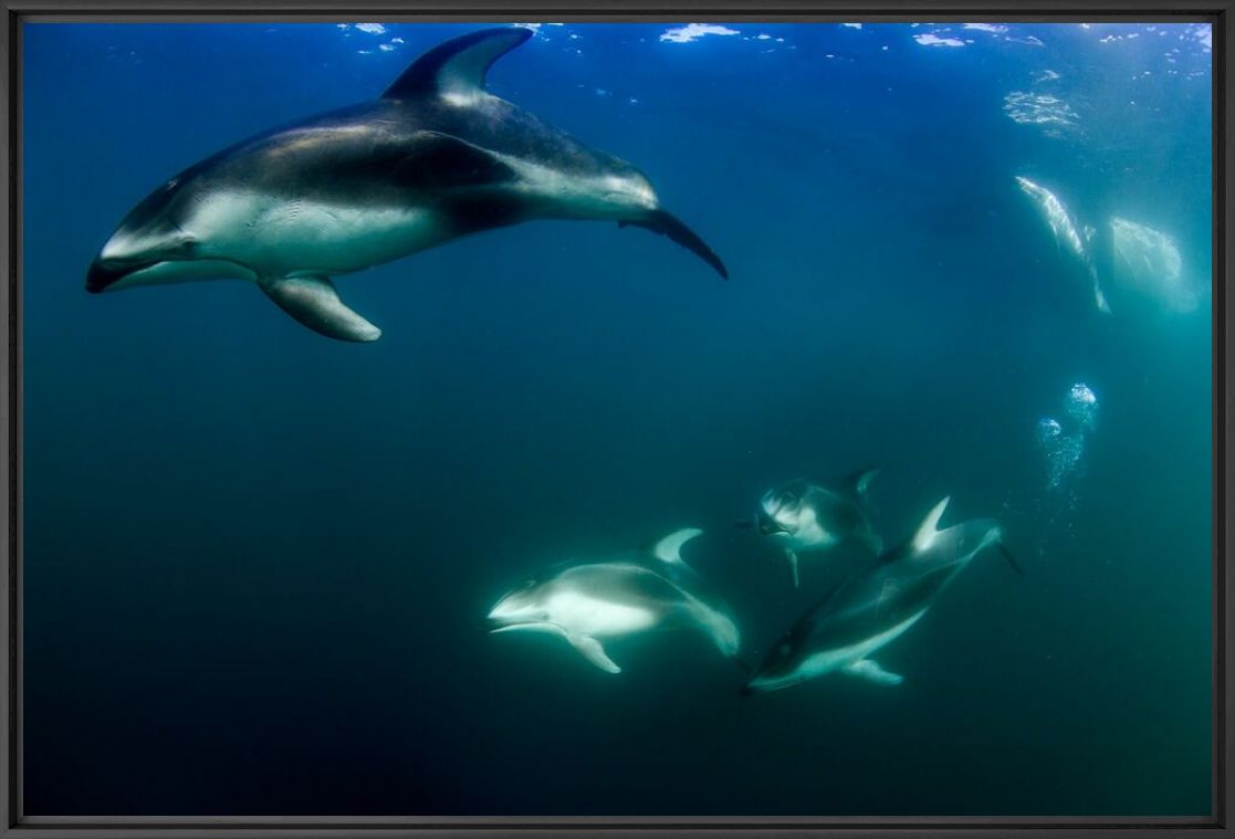 Ronde des dauphins - RICHARD HERRMANN - Photographie