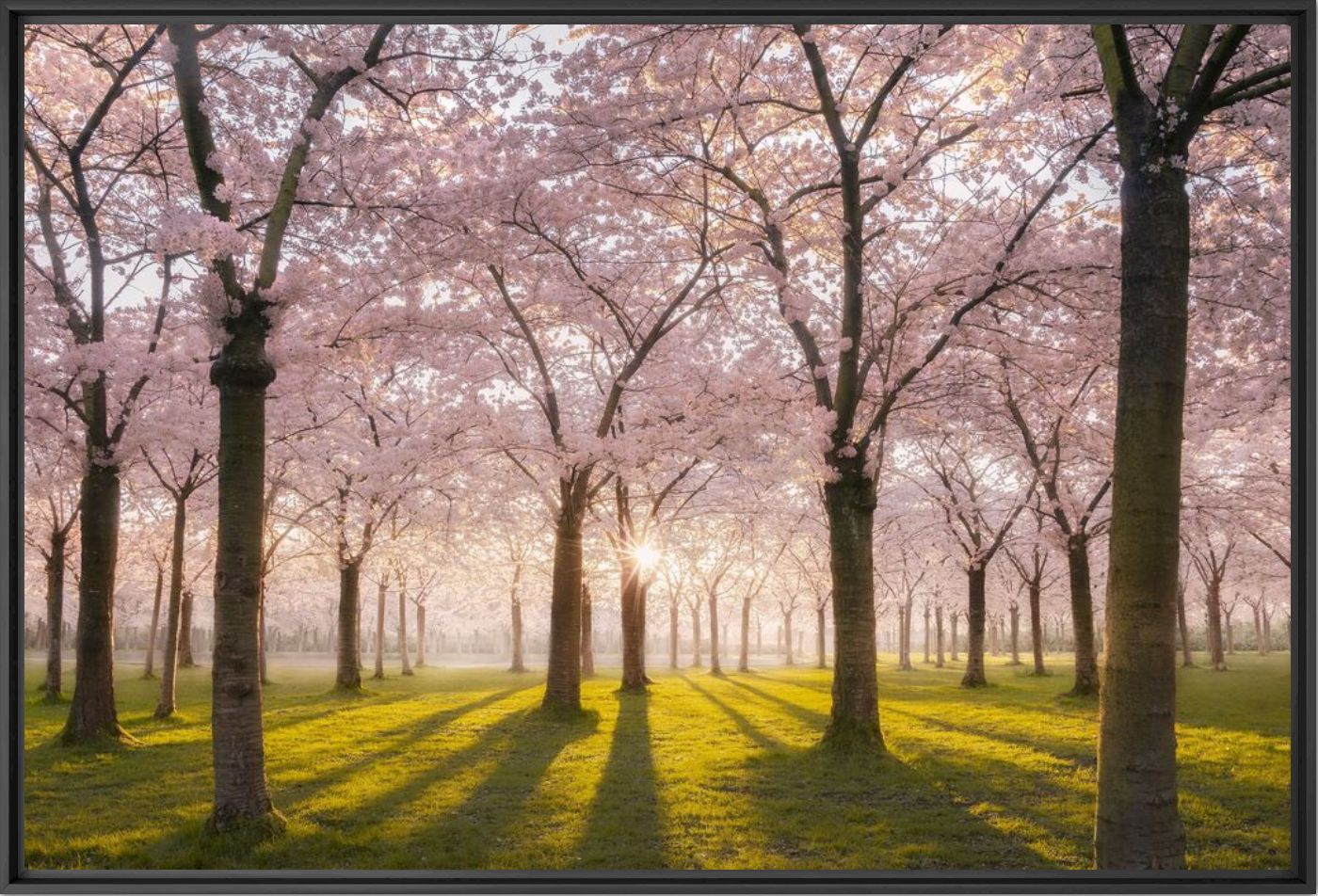 Blossom park - Rob Visser - Fotografia