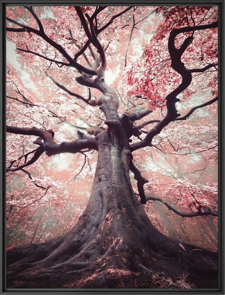 The blossomed witch - Rob Visser - Fotografia