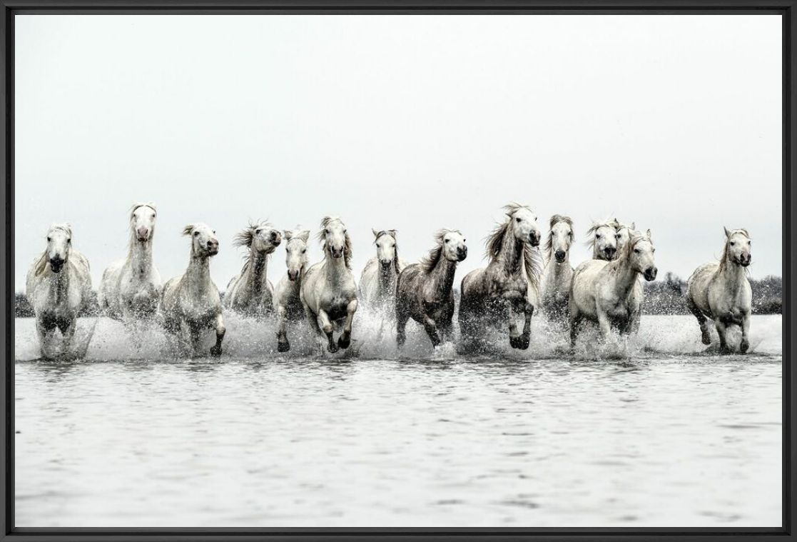 HORSE POWER - RODNEY BURSIEL - Fotografie