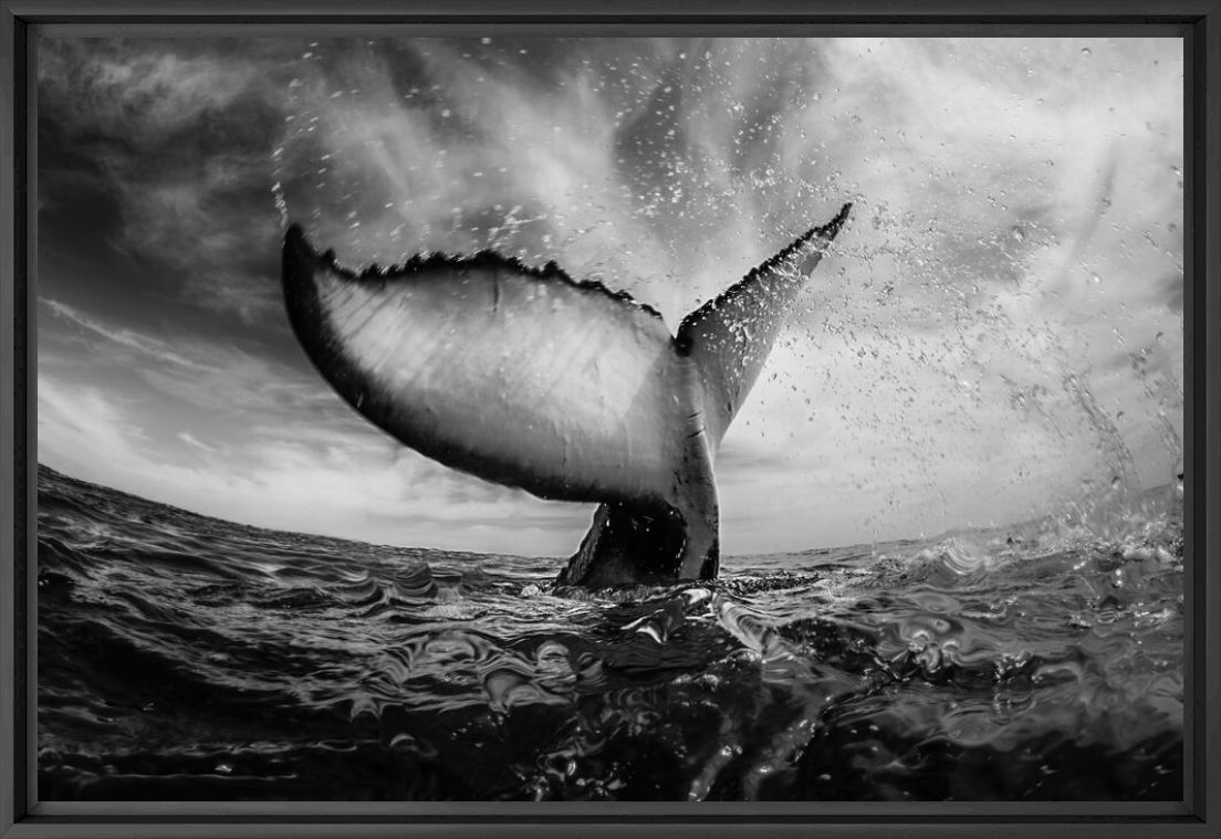 WHALE TAIL - RODNEY BURSIEL - Fotografie