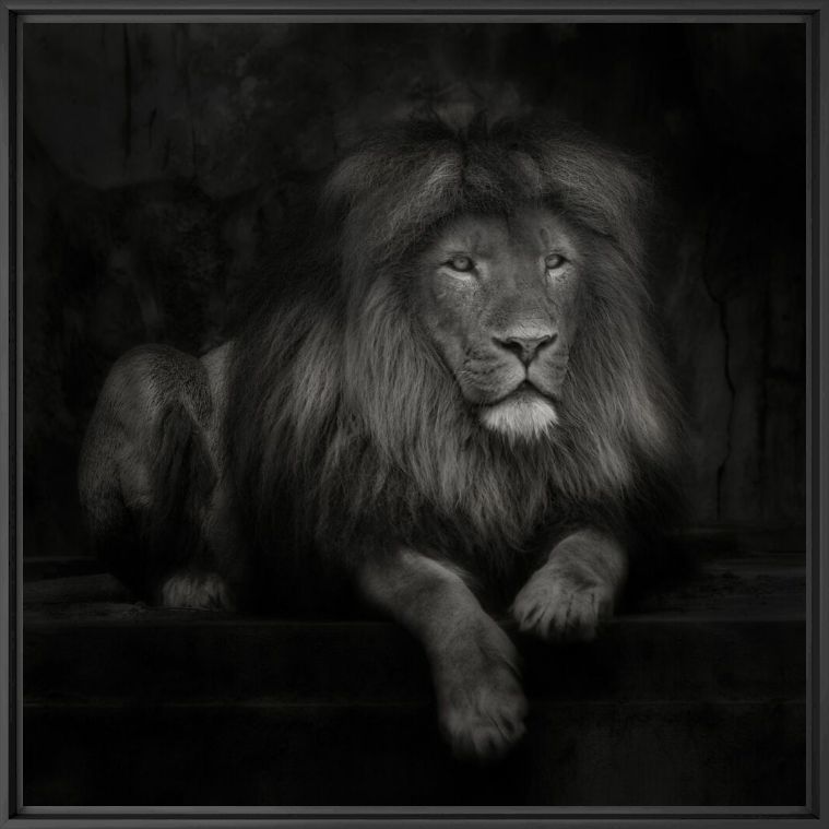 Royalty at Ease - RUUD PETERS - Photographie