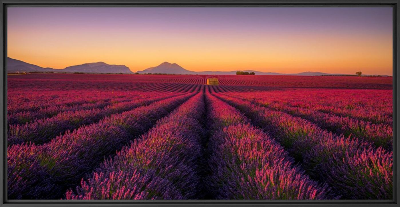 Les lavandes - SERGE RAMELLI - Photograph