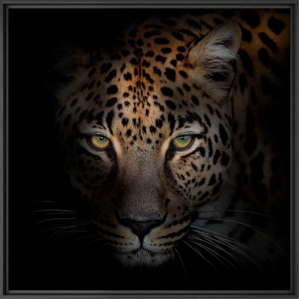 Savage beauty - SHIRLI JADE CARSWELL - Photograph