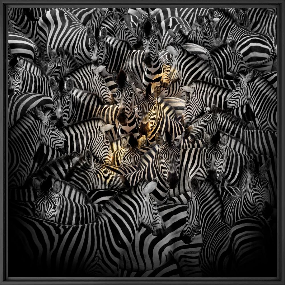 Swarm - SHIRLI JADE CARSWELL - Photographie