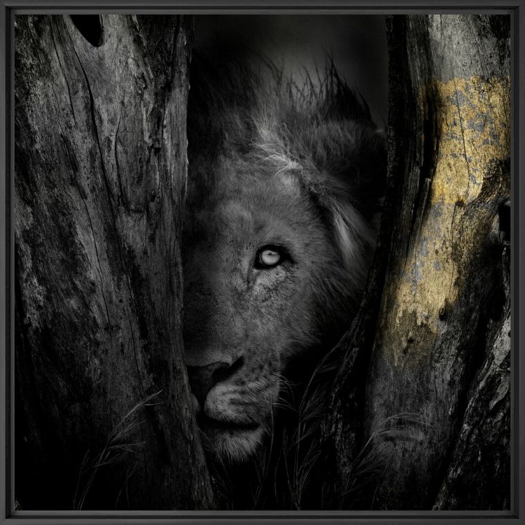 TAU MORENA - SHIRLI JADE CARSWELL - Photograph