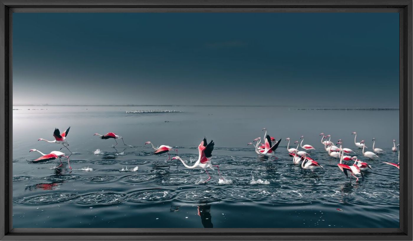 Flamingo take off Namibie - Solly Levi - Photographie