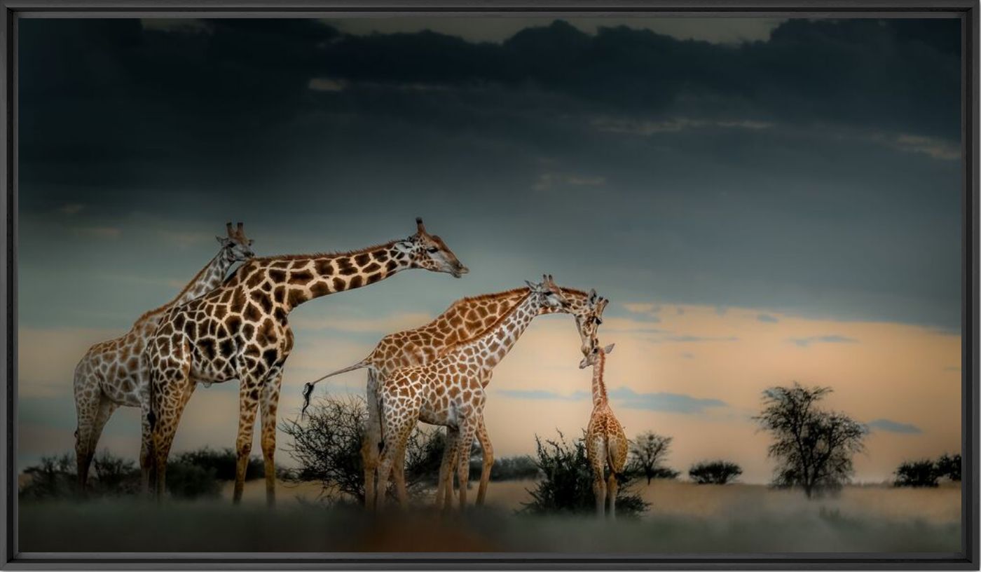 Giraffe kiss - Solly Levi - Photographie