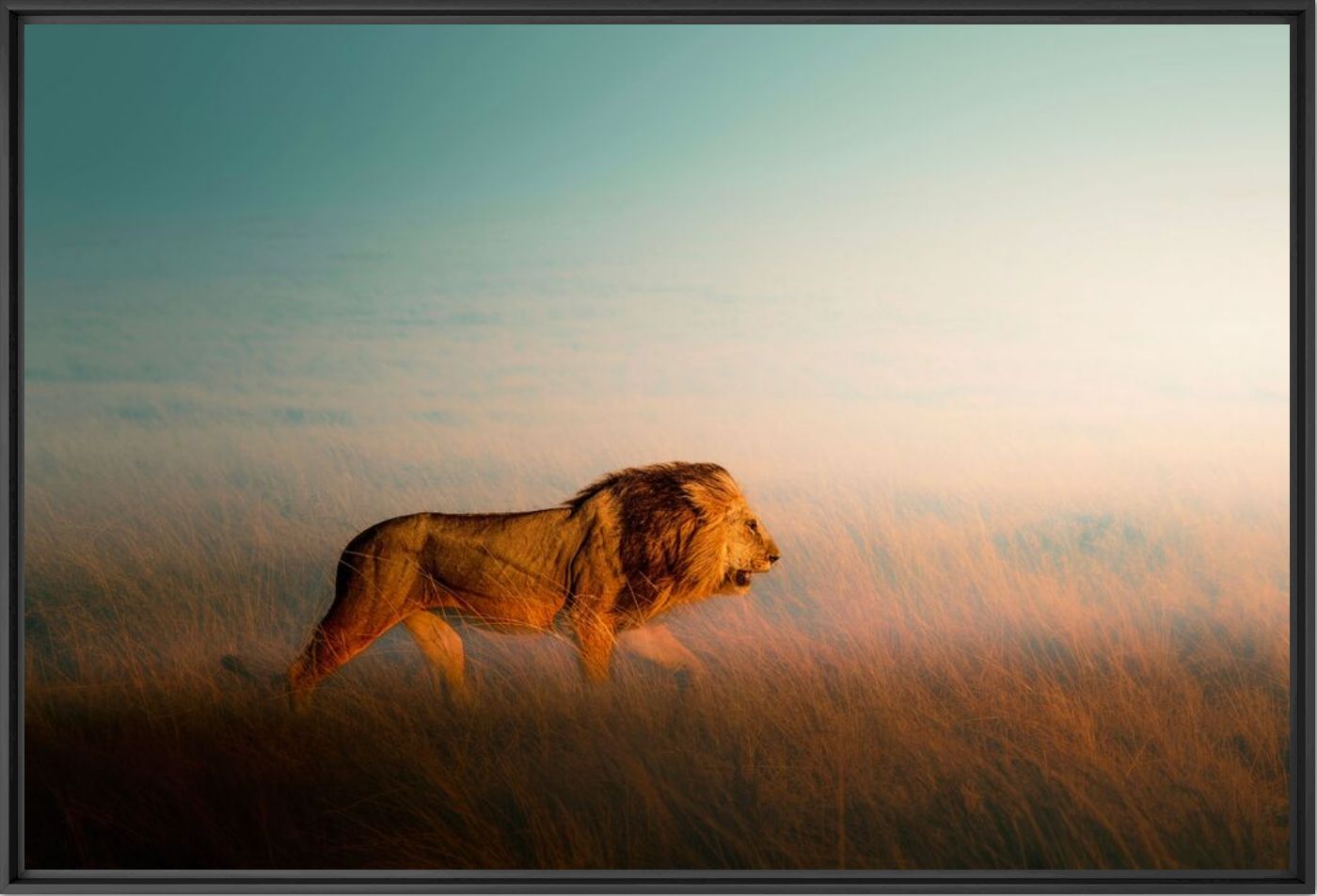 Mara lion - Solly Levi - Fotograf&iacute;a