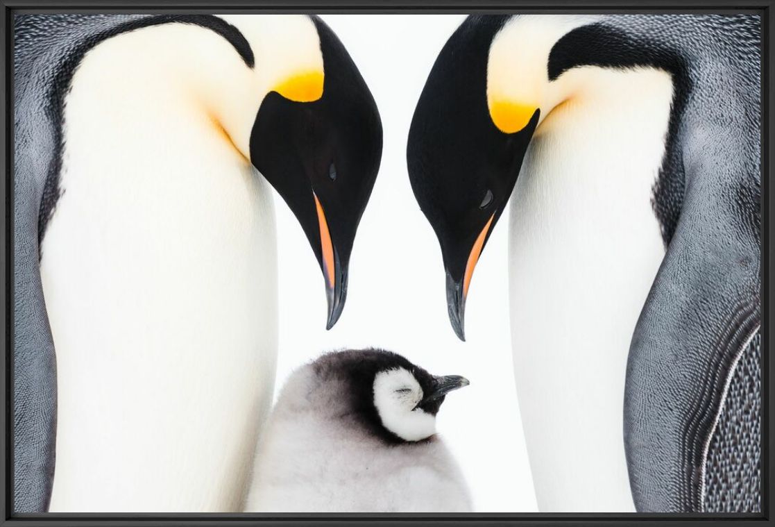 Reunited - STEFAN CHRISTMANN - Photographie
