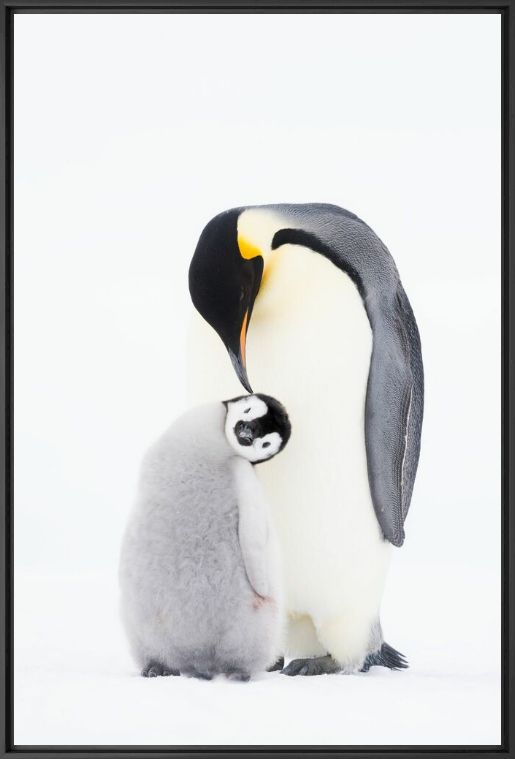 Tenderness - STEFAN CHRISTMANN - Photographie