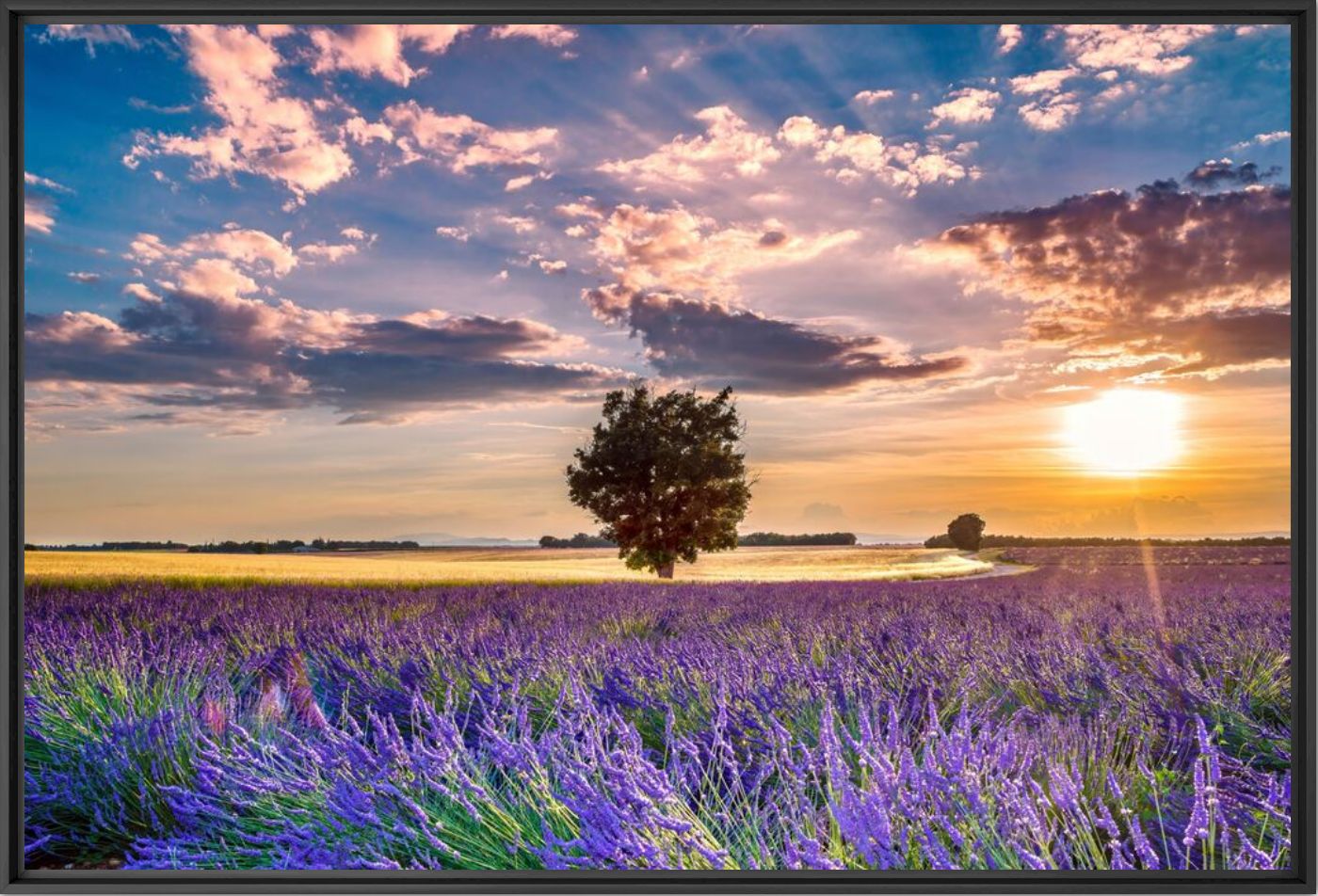 L'arbre et sa lavande - TBO  - Photograph