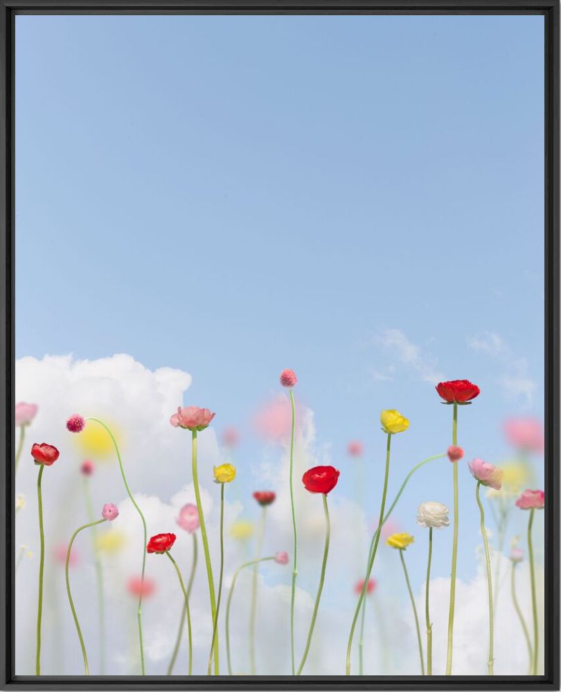 Saison blooms - Teresa Freitas - Photograph