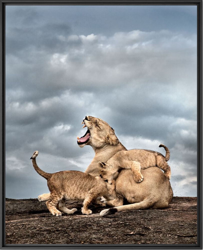 Angry lioness with two cubs - THIERRY VEZON - Photographie