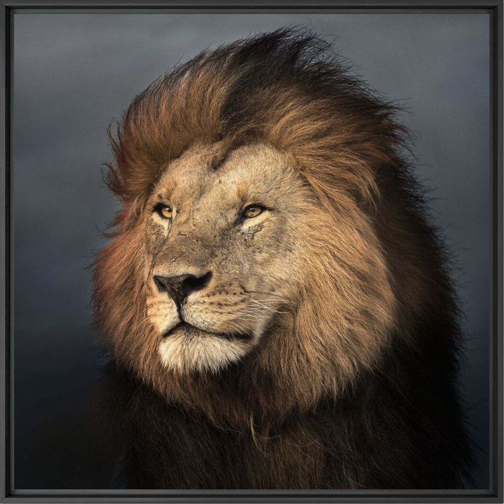 Portrait of wild lion - THIERRY VEZON - Photographie