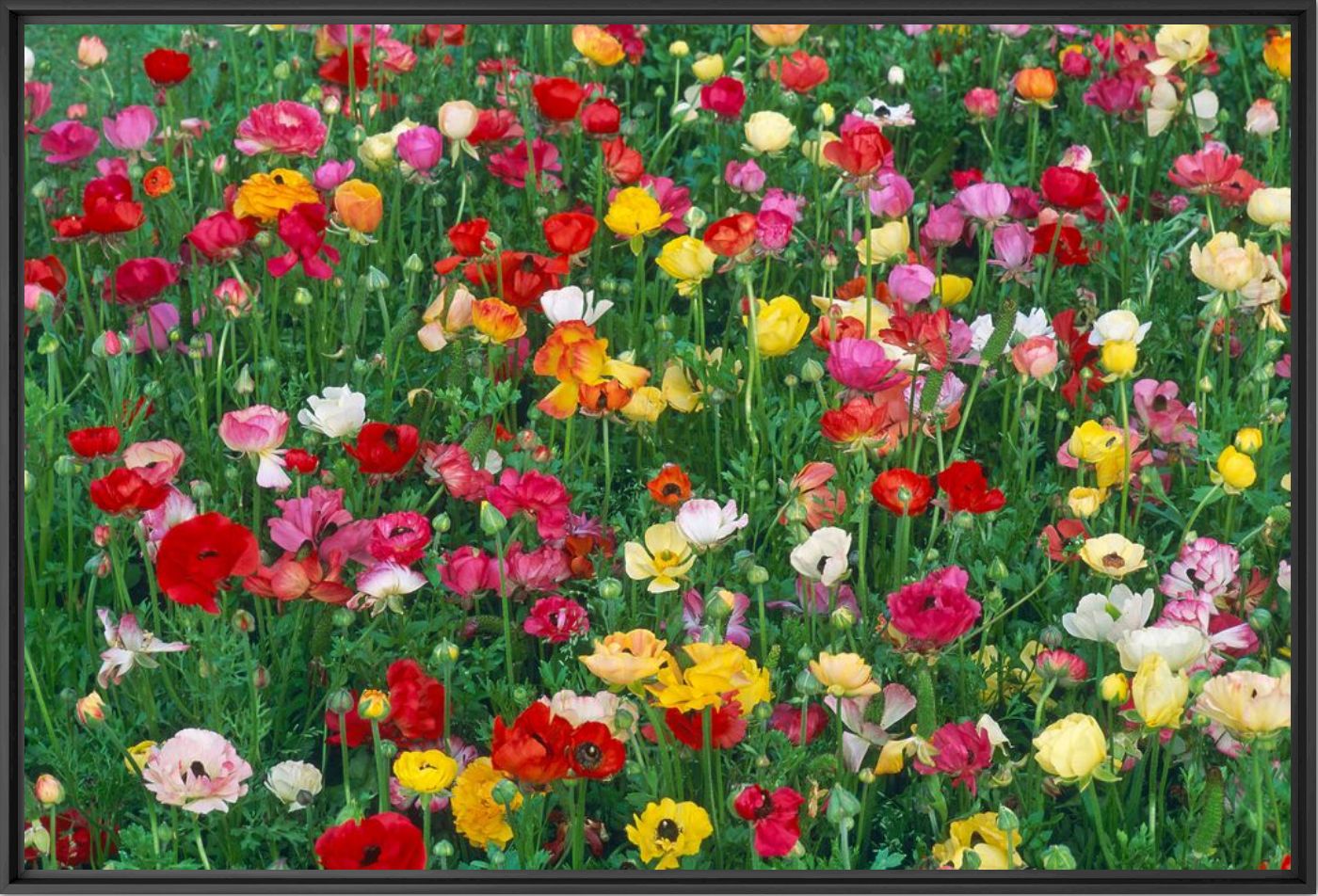 La symphonie des fleurs - TUUL ET BRUNO MORANDI - Fotografie